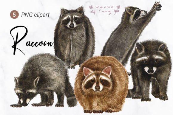 Raccoon Watercolor Animal Clipart, PNG for Creative Projects